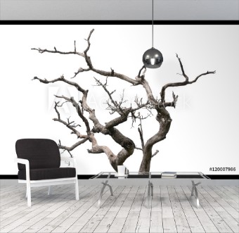 Afbeeldingen van Dry tree on white background